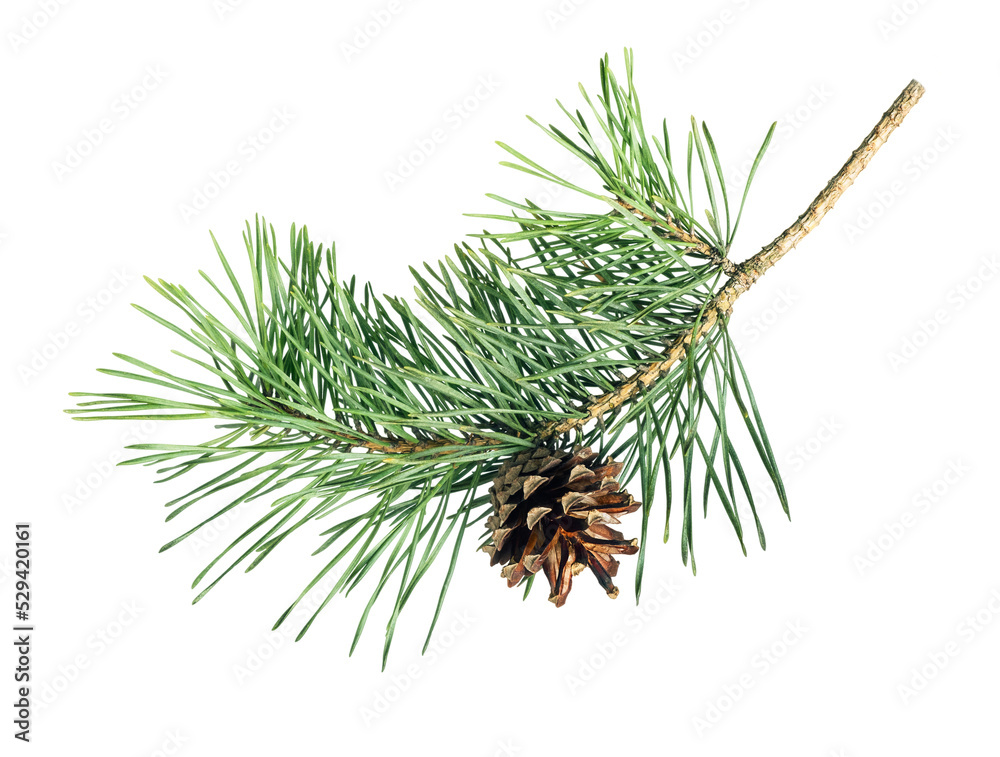 Pine tree branch with cone isolated on white background - obrazy, fototapety, plakaty 