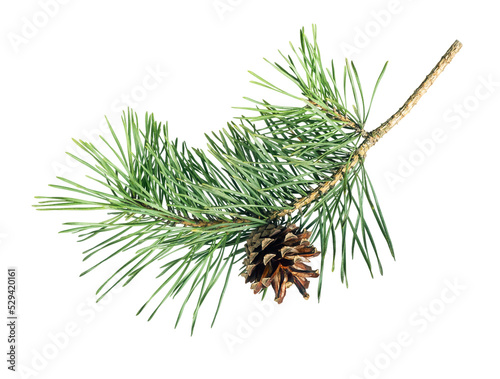 Foto Pine tree branch with cone isolated on white background