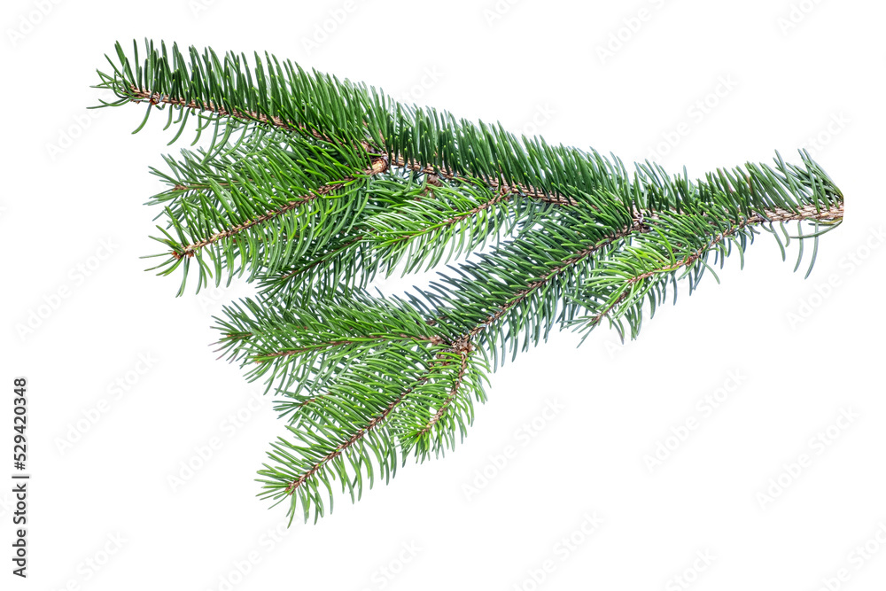Fir tree branch isolated on white background Fir tree branch isolated on white background