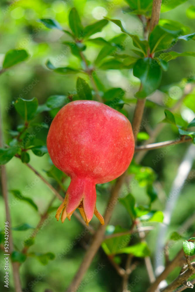 Red pomegranate fruit hanging on a tree branch in the garden.