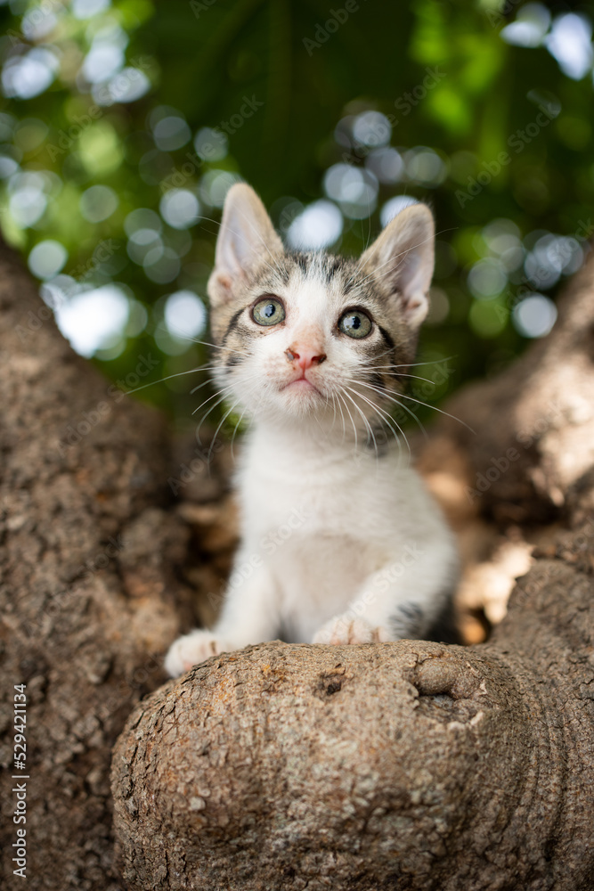 tabby white rescued kitten sitting on tree outdoors portrait tabby white rescued kitten sitting on tree outdoors portrait