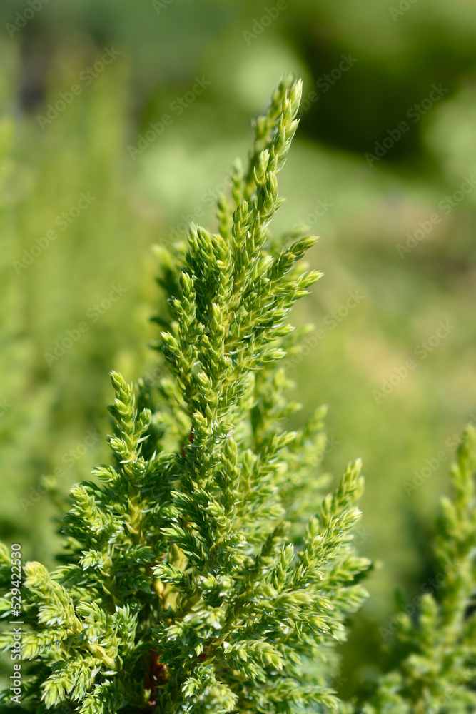 Juniper Hulsdonk Yellow Juniper Hulsdonk Yellow
