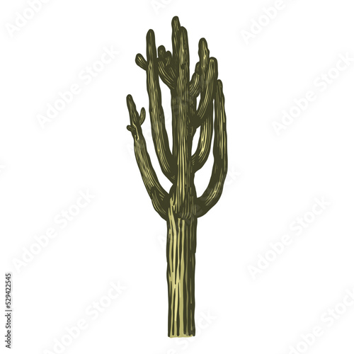 Cactus vector hand drawn