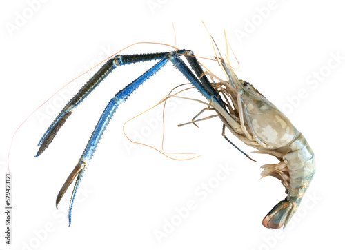 Large scampi shrimp isolated on a white background.