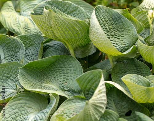 Large green leaves on a herbaceous plant