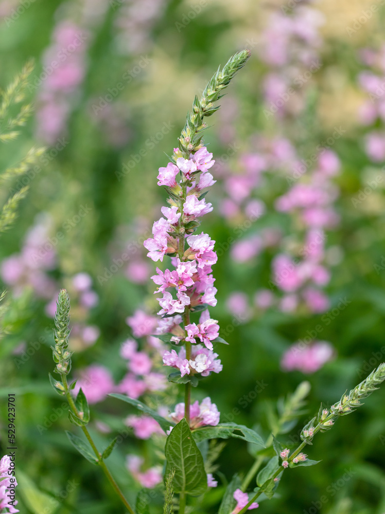 Fototapeta premium Pink flower in nature in the park