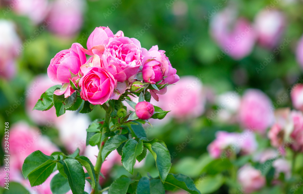 Fototapeta premium Beautiful decorative rose in the park.