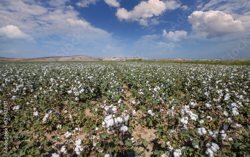 Izmir - Turkey ; Field of organic cotton plants with white open buds ready for harvest in Menemen plain