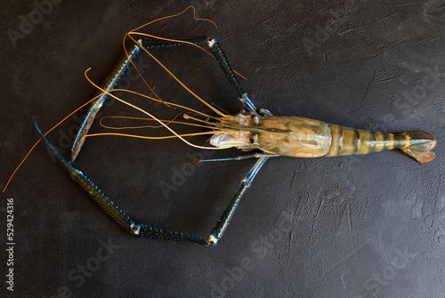 Large scampi shrimp on a black background. photo