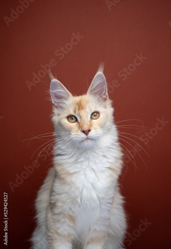 cute cream colored ginger maine coon kitten portrait on red background