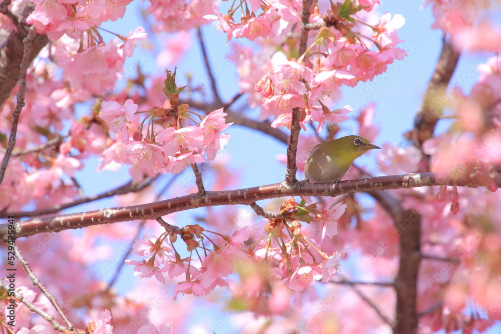 桜とメジロ 桜とメジロ