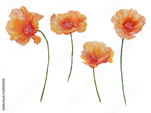 Set of watercolor illustration of poppy flowers isolated on white. Hand-drawn illustration for pattern design, flower shop decoration, card design, wreath. Watercolor flower.