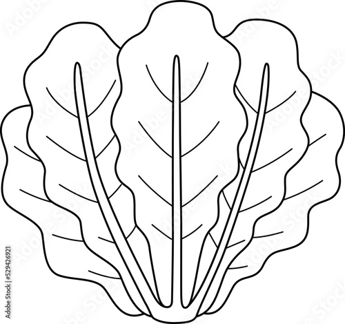 Romaine Lettuce Vegetable Isolated Coloring Page