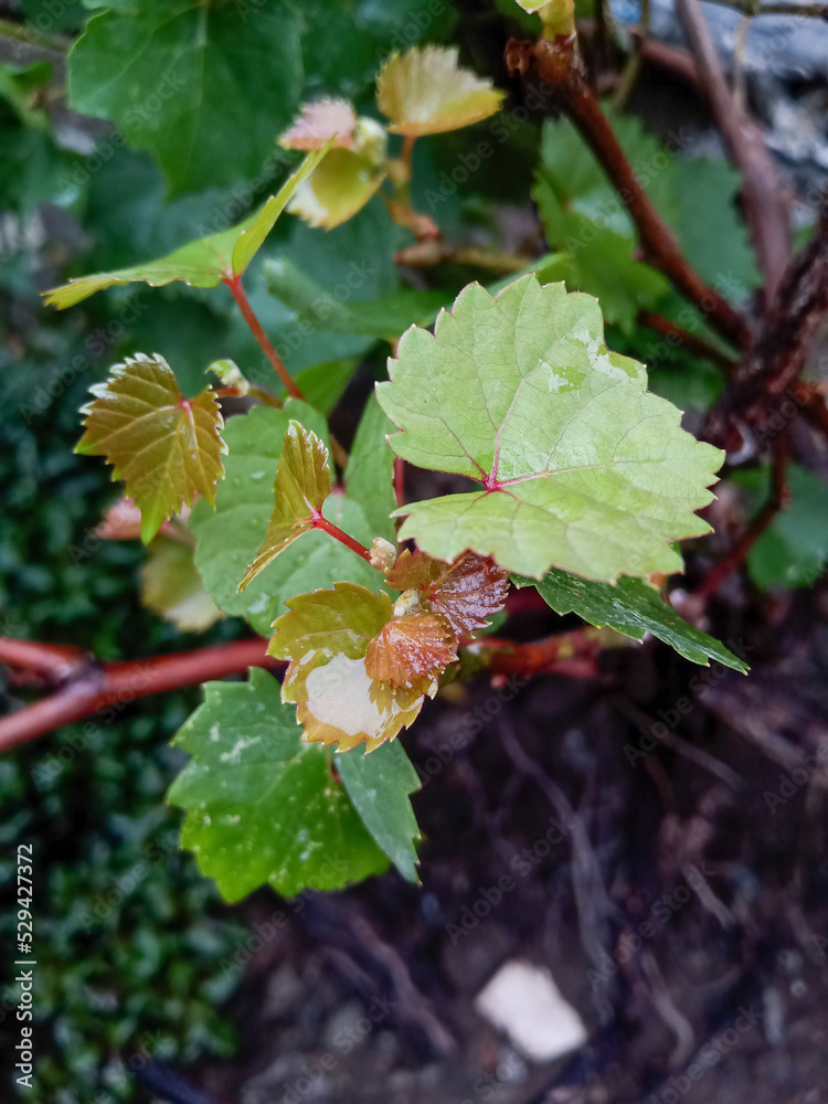 red currant bush, purple green leaf plant after being watered