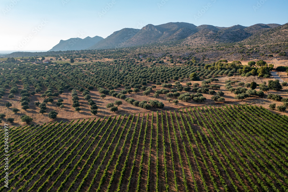Landscape with a view of the vineyard in the mountains, photo of Greece from a drone, aerial view