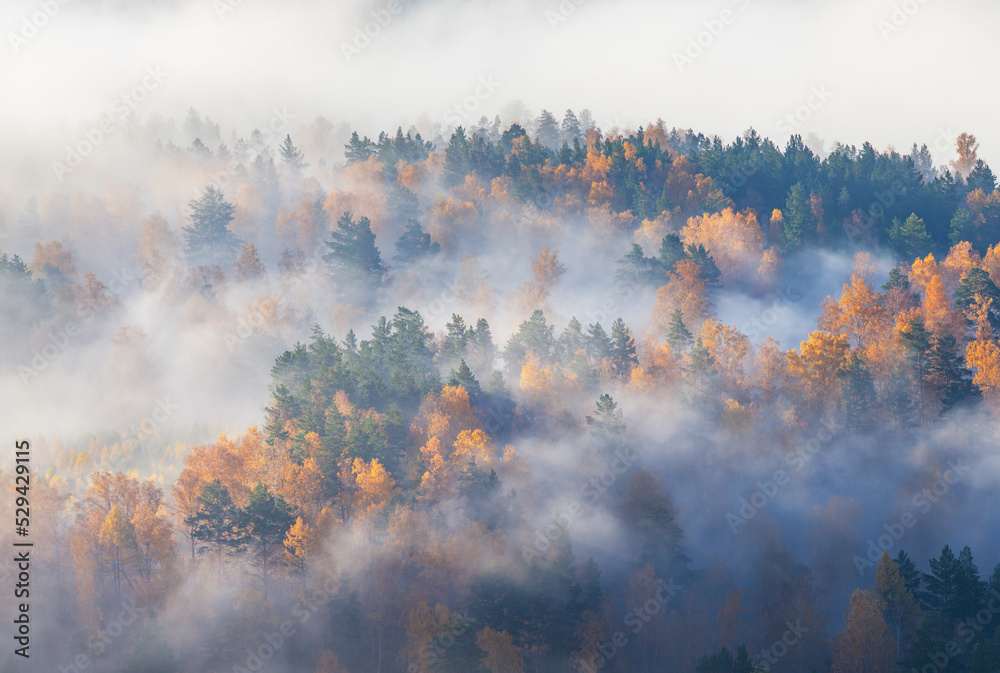 Scenic autumn view, fog in the forest, natural background