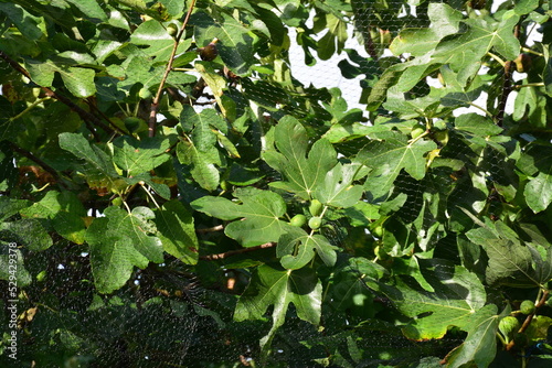 Filet de protection pour arbre fruitier
