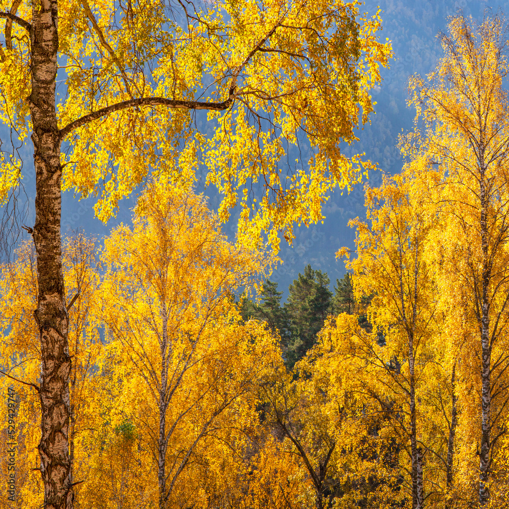 Golden autumn, birch trees in the sunlight. Natural background.