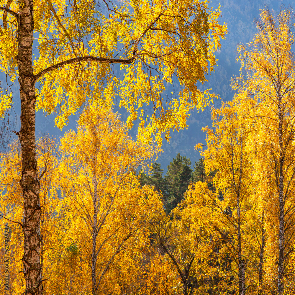 Golden autumn, birch trees in the sunlight. Natural background. Golden autumn, birch trees in the sunlight. Natural background.