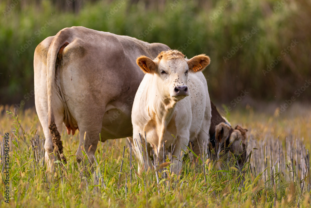 Ternero joven al lado de su madre (vaca) pastando en un prado de montaña al atardecer. Verano, ganadería, familia. Ternero joven al lado de su madre (vaca) pastando en un prado de montaña al atardecer. Verano, ganadería, familia.