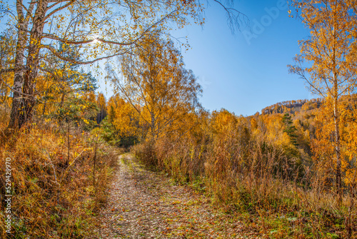 Rural autumn road. View against the sun.