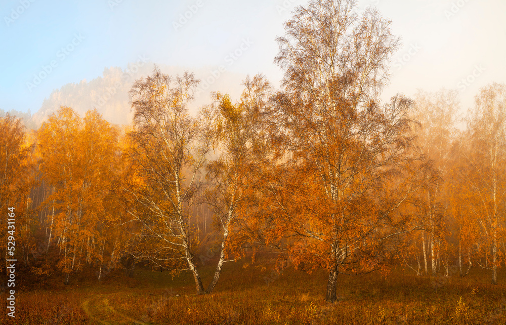 Scenic autumn view. Birch forest in the morning fog. Scenic autumn view. Birch forest in the morning fog.