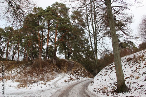Pine trees and among the ancient ramparts in Zvenigorod, Moscow region 