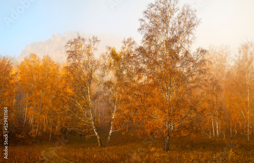 Scenic autumn view. Birch forest in the morning fog.