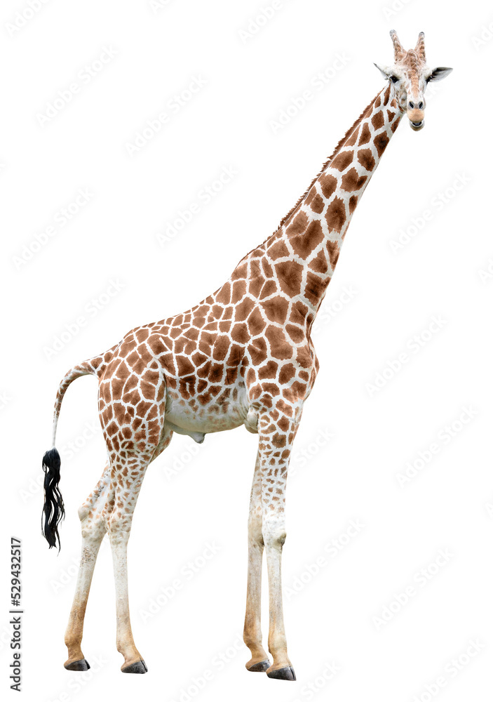 Standing giraffe looking in camera cut out - obrazy, fototapety, plakaty 