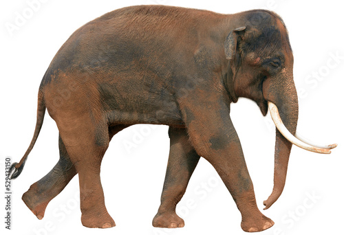 Photography Walking Indian elephant cut out