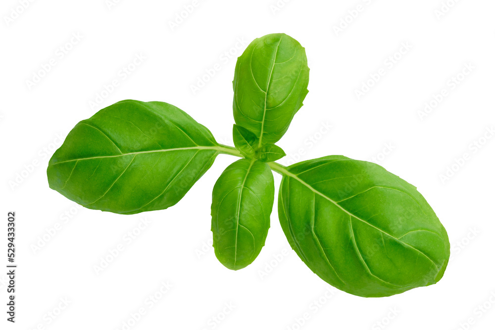 Isolated fresh basil leaves. PNG file with transparent background. Isolated fresh basil leaves. PNG file with transparent background.