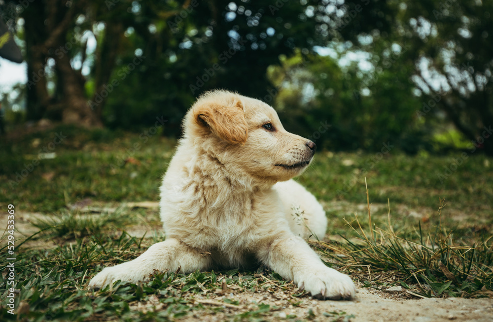 puppy on grass. golden retriever puppy on grass . puppy on grass. golden retriever puppy on grass .