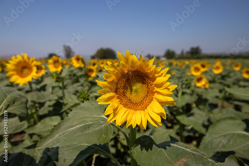 Sunflower field against blue sky on a sunny day