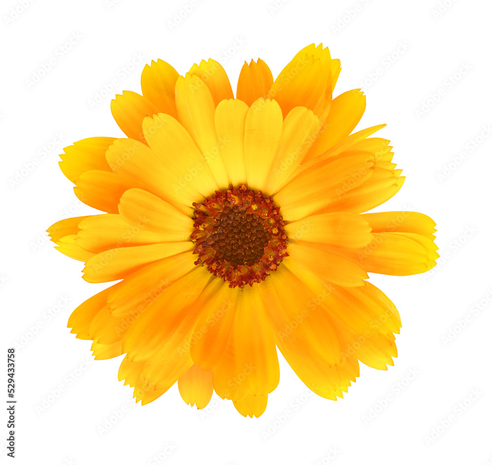 Calendula (marigold) flower head cut out Calendula (marigold) flower head cut out