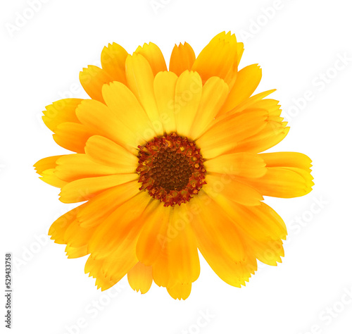 Calendula (marigold) flower head cut out