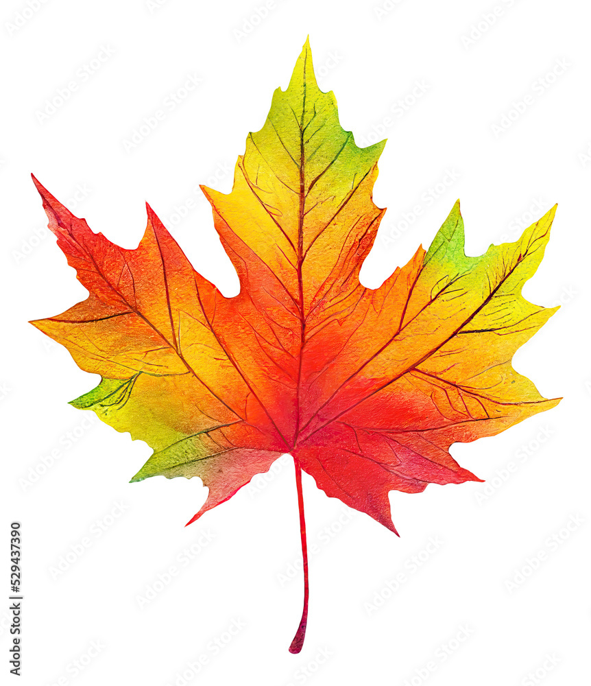 Fototapeta premium Colorful maple tree leaf cut out, digital illustration