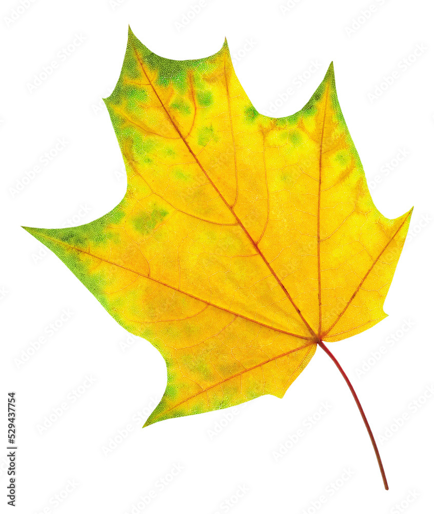 Obraz premium Yellow green maple tree autumn leaf
