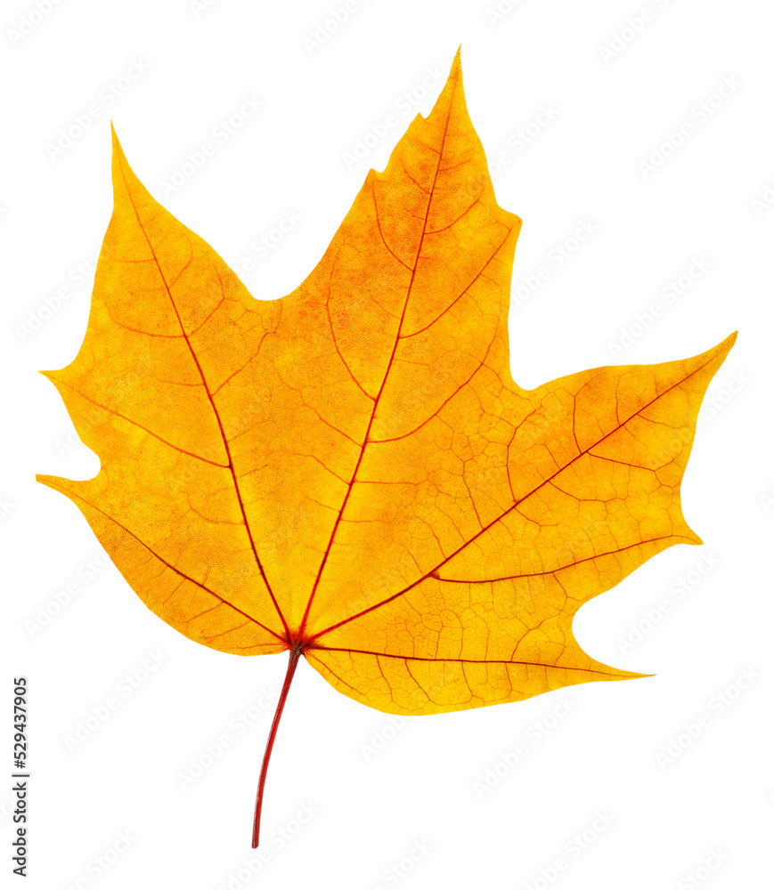 Orange maple tree autumn leaf Orange maple tree autumn leaf