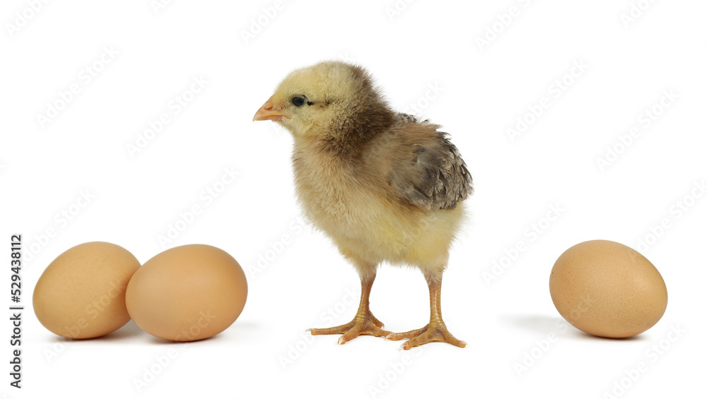 Chicken and eggs on a white background, close-up. Chicken and eggs on a white background, close-up.