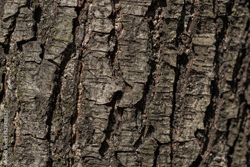 Kora drzewa liściastego, struktura pnia, wzory abstrakcyjne (5).