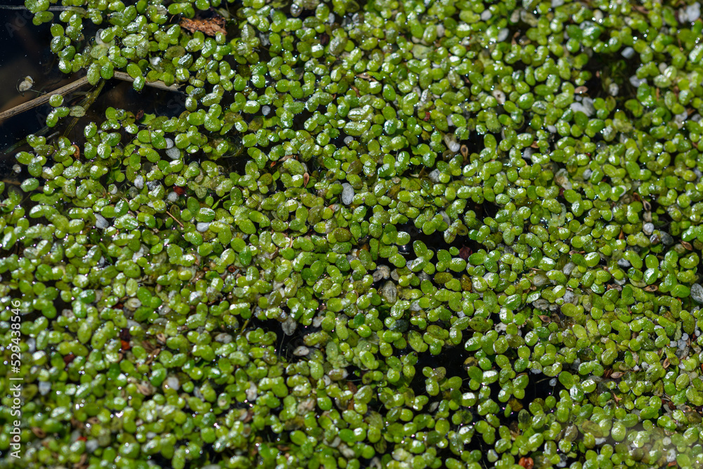 Rzęsa drobna, mniejsza (Lemna minor L.), małe zielone liście rosnące na stojącej wodzie. - obrazy, fototapety, plakaty 
