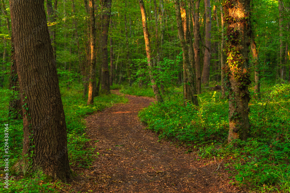 Path in the green dense summer forest Path in the green dense summer forest
