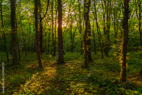 Sun beams through thick  trees branches in dense green forest © Vastram