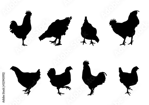 Photo cock, cockerel, rooster, bantam, chicken, hen, chick standing position, differen