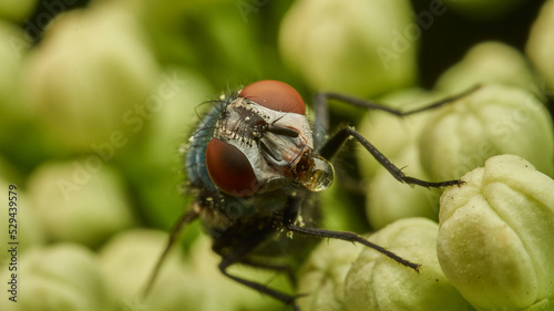 Details of a fly perched on a green plant.