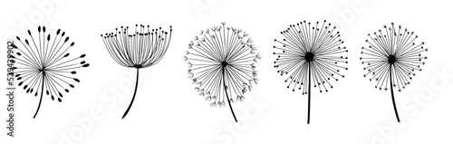 Fototapeta Naklejka Na Ścianę i Meble -  Vector illustrations - a set of graphic flowers, plants. 11 hand-drawn sketch-style design elements. Perfect for creating prints, patterns, tattoos, etc.