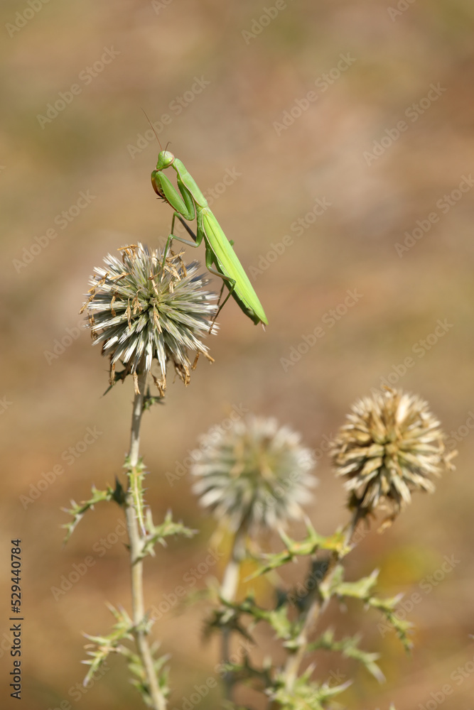 Naklejka premium european mantis - mantis religiosa - standing on blooming heads of a globe thistles in summer