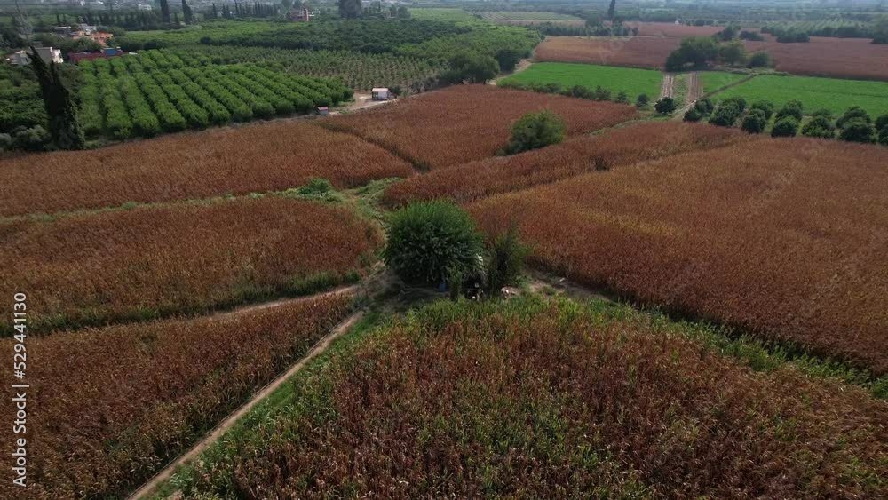 Aerial view of a lone tree in the corn field or agricultural area. Aerial view of a lone tree in the corn field or agricultural area.