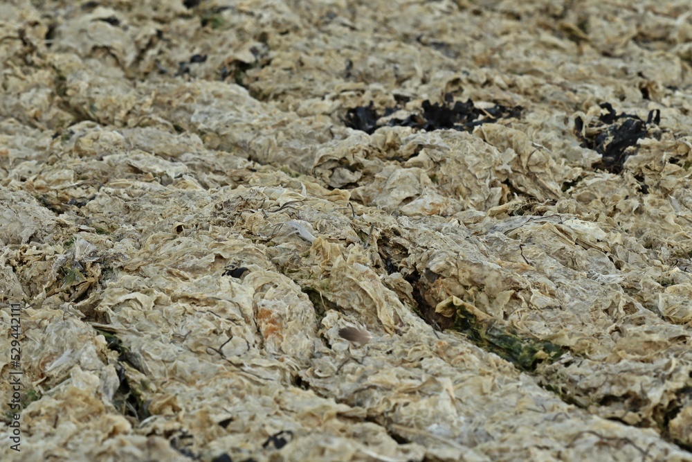 Spülsaum im ostfriesischen Watt