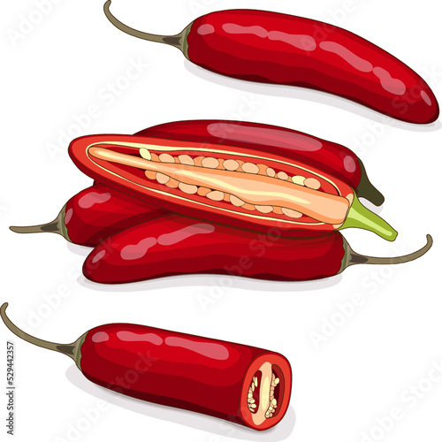 Whole, quarter, and half of red serrano Chile peppers. Chile serrano or serrano chilis. Chili pepper. Capsicum annuum. Vegetables. Cartoon style. Vector illustration isolated on white background.